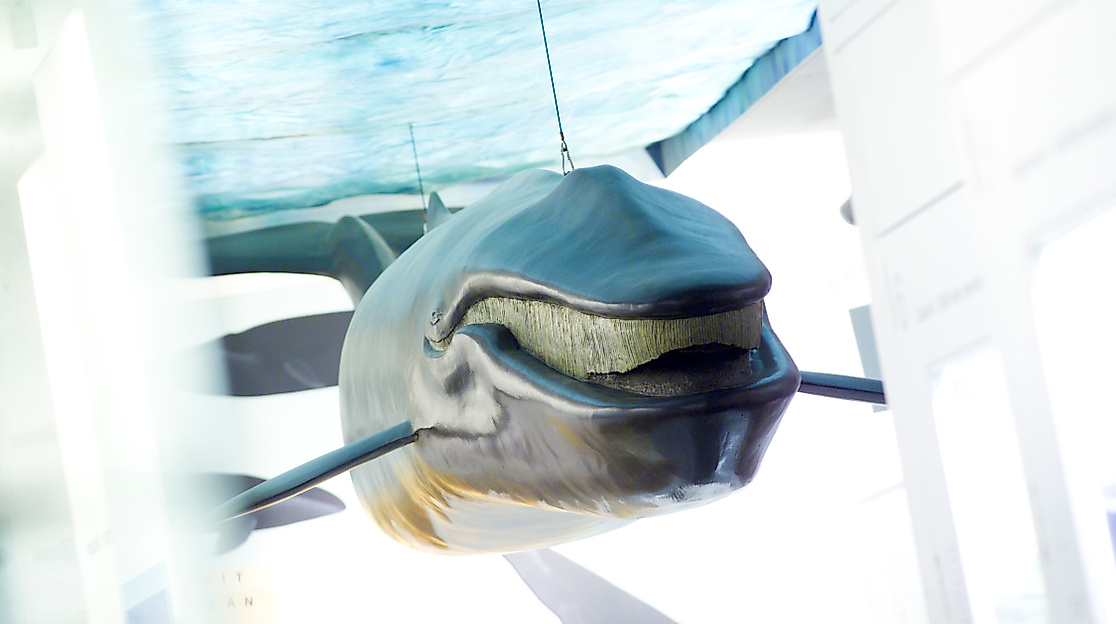 Wal von Pampau_c. Michael Haydn_Lübecker Museen