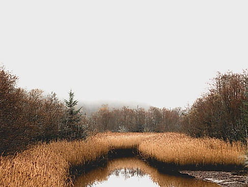 Lebensraum Moor