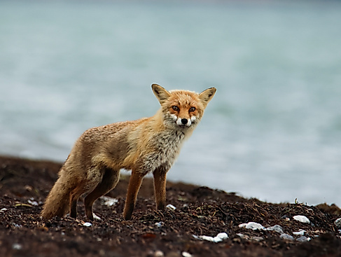 Fuchs im Spühlsaum