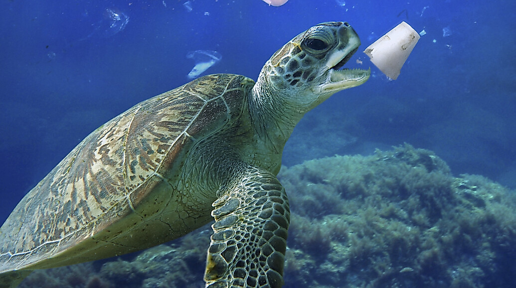 Photo 1 MEDITERRANEAN_EP1_2_Turtle_PaulodeOleiveiraBiosphoto