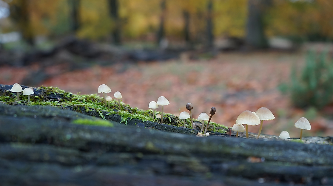 Pilzwanderung am Heidschnuckenweg