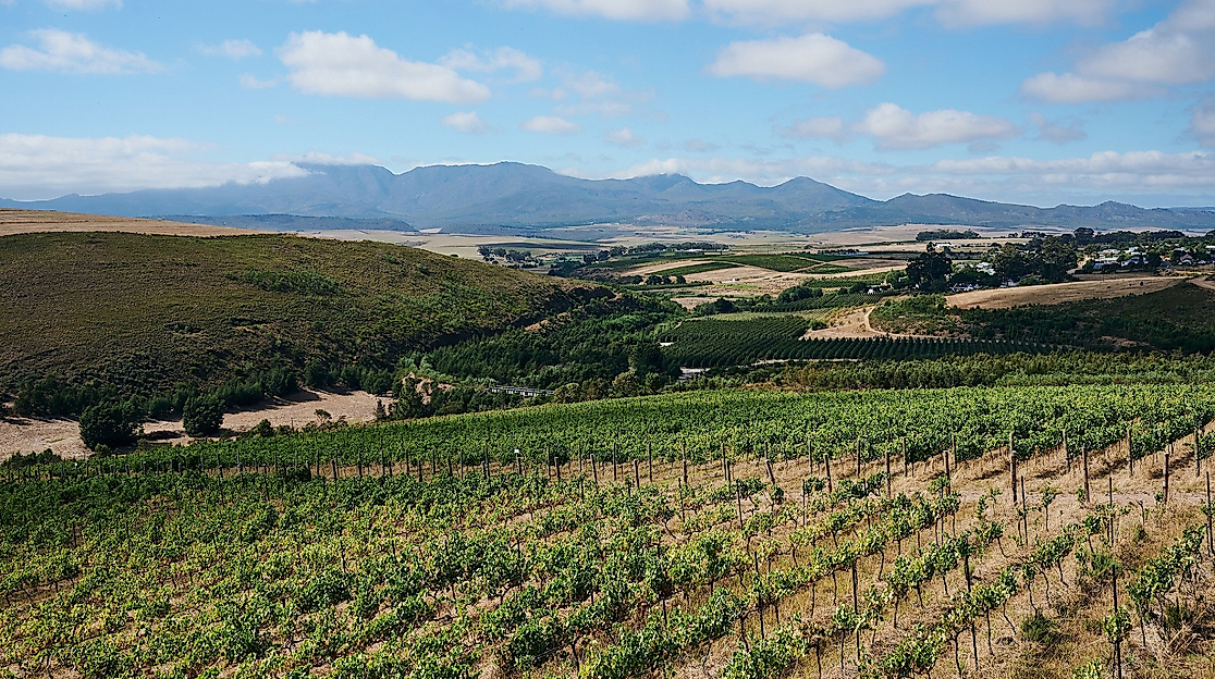 Luddite Wines | Weinberg