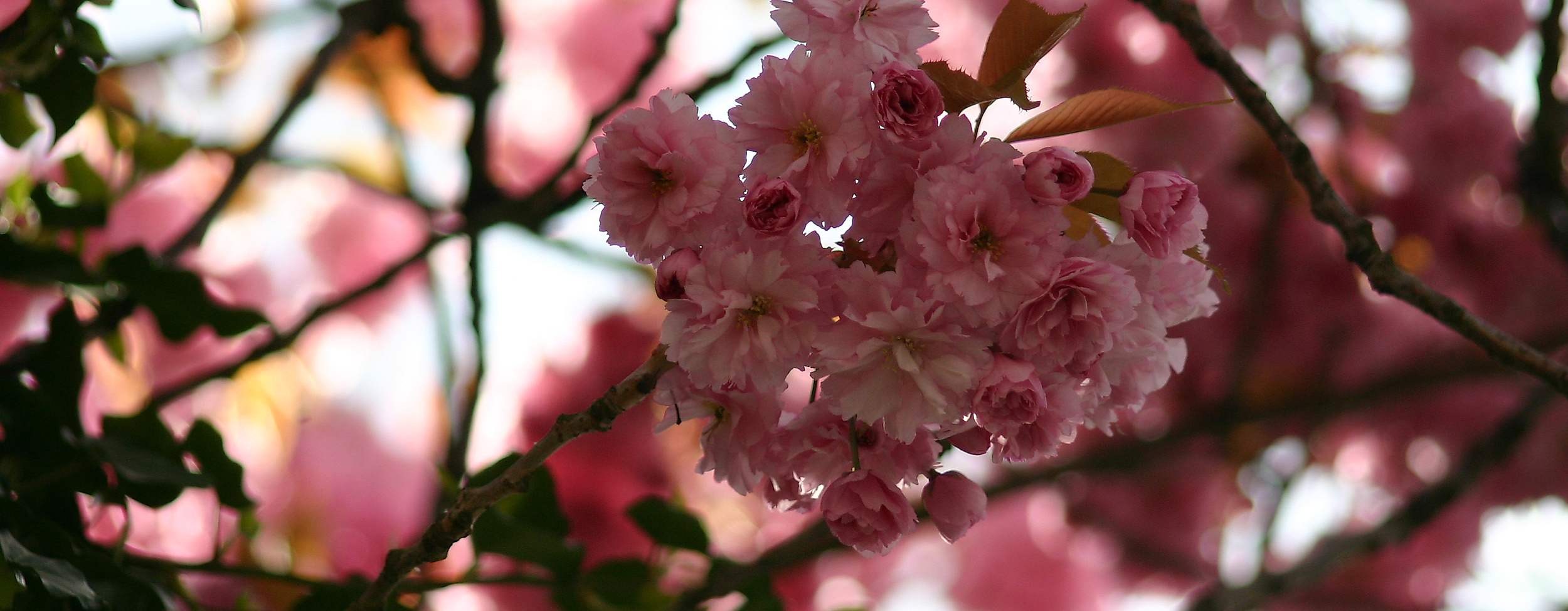 Japanese Cherryblossom Festival