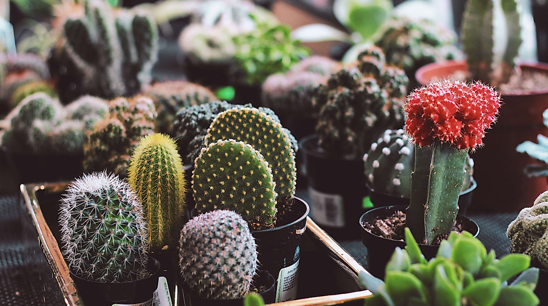pflanzen_kakteen_c-unsplash-lena-rose