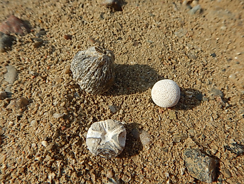 Kiesgrubenschätze - Fossilien sammeln bei Malente