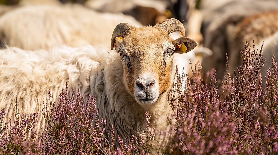 Gemischte Schnuckenherde Misselhorner Heide