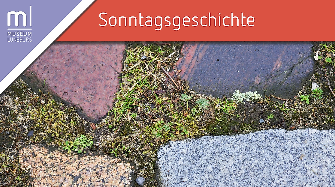 Pflasterfuge & Mauerritze: Exkursion zu einem unbeachteten Lebensraum für Pflanzen in der Stadt