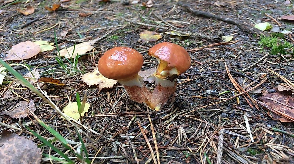 geführte Pilzwanderung