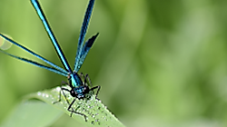 Libelle