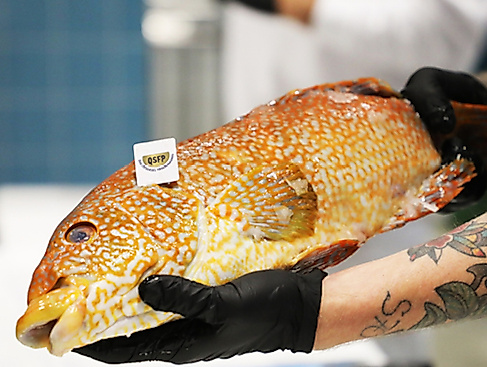 Menüabend - QSFP Menü