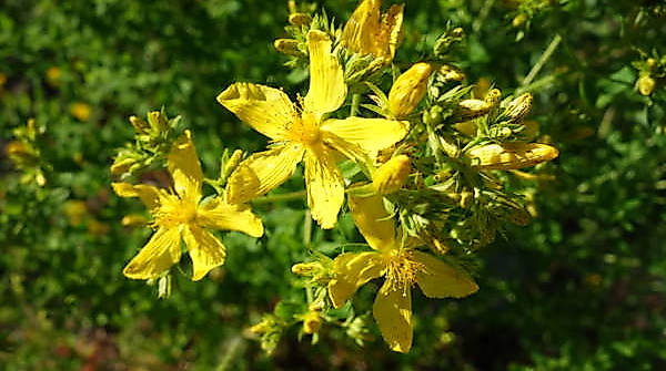 Johanniskraut
