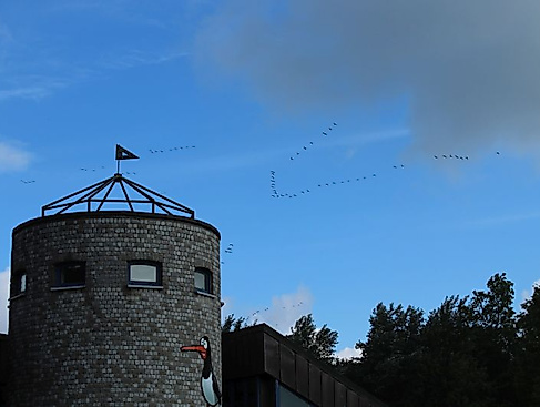 Vortrag Zugvögel schützen – Grenzen überschreiten