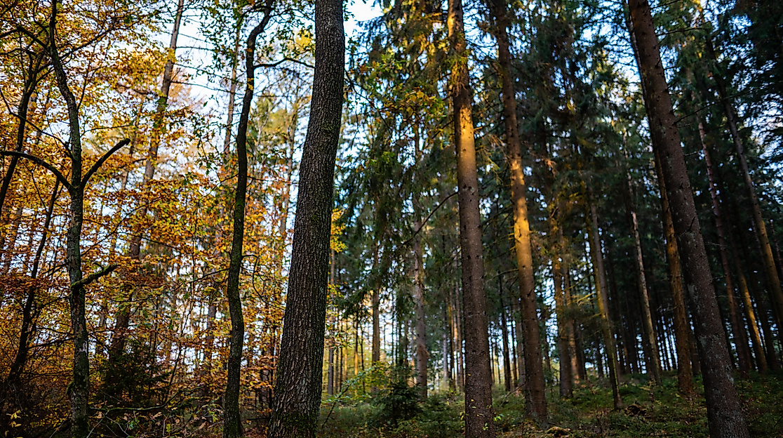 Waldbaden tut gut