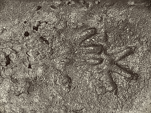Die Welt der Tierspuren
