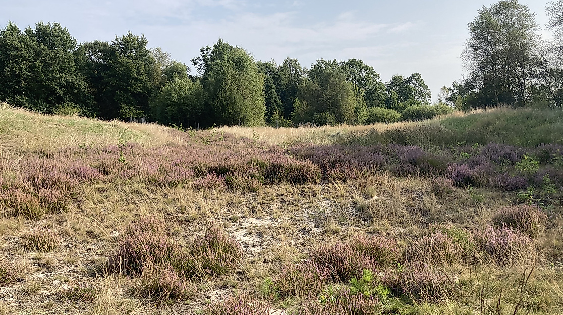 Sandheide im Bokeler Moor