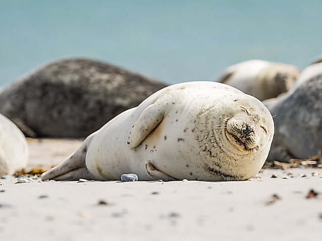 Seehunde Nordsee