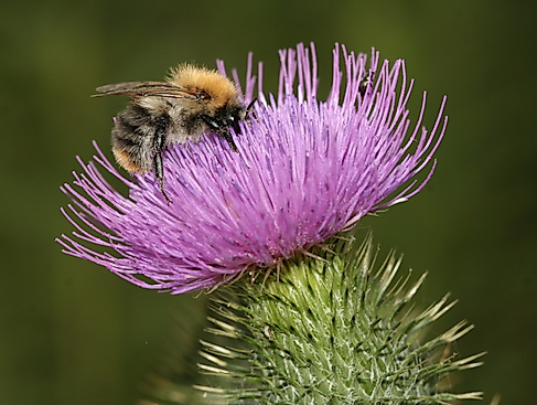 Vortrag: Insekten im Garten