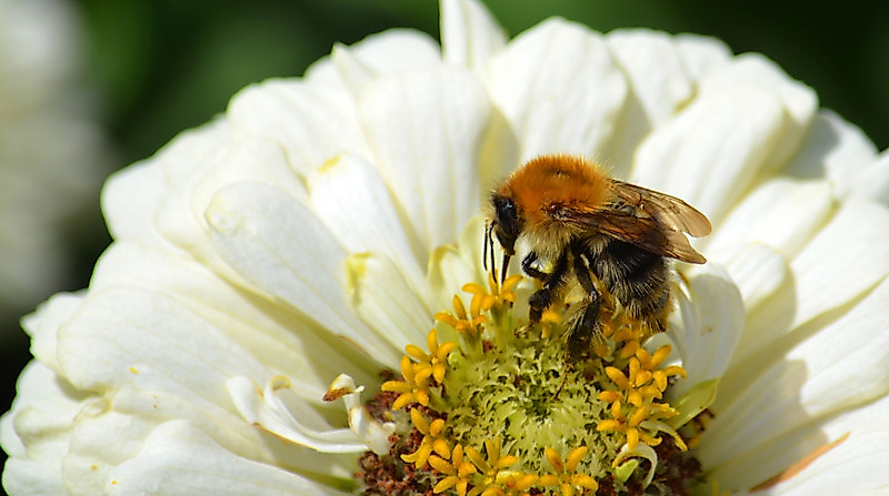 "Die Welt der Bienen"