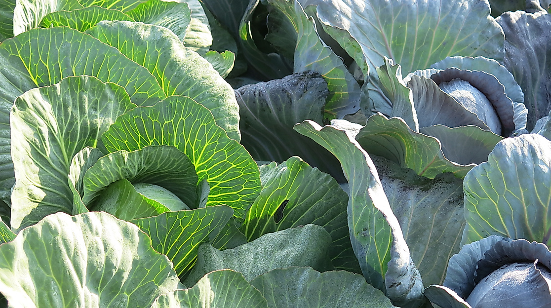 Verkaufsoffener Sonntag zu den Kohltagen