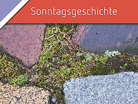 Pflasterfuge & Mauerritze: Exkursion zu einem unbeachteten Lebensraum für Pflanzen in der Stadt