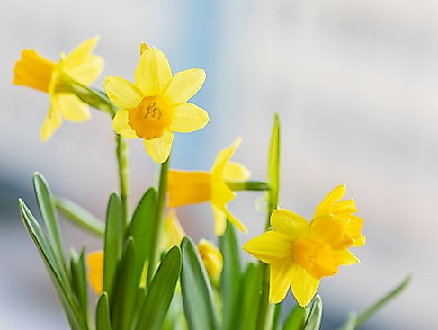 Blumenzwiebelsetzen im Ratzeburger Medizinwald