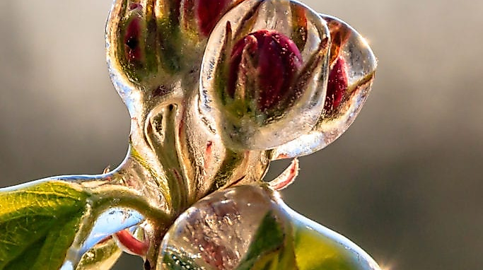 altes-land_frostschutz-blueten_c-sven-mirow-photography