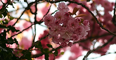 Japanese Cherryblossom Festival