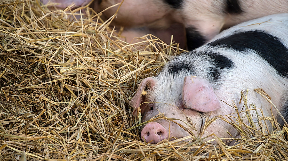 Apfel-Fest mit Lüneburger Streuobstwiesen e.V.