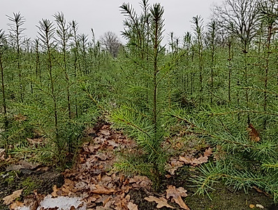Wo die Bäume zur Schule gehen
