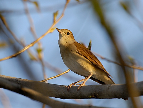NABU NACHT der Nachtigallen