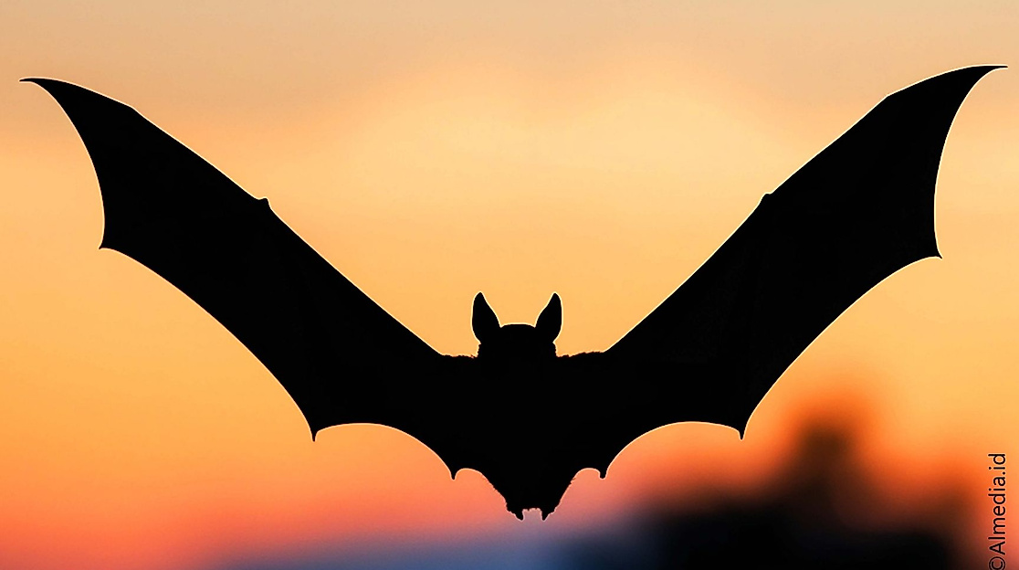Fledermaus Führung