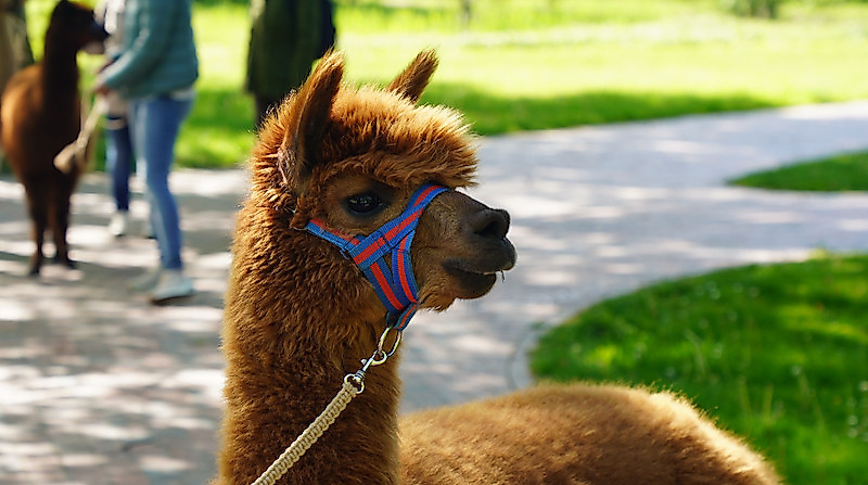 Alpaka im Park - Ostertour