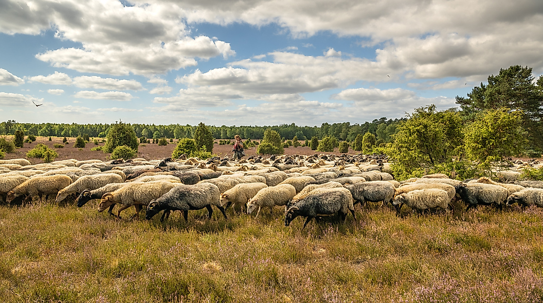 Gemischte Schnuckenherde Misselhorner Heide
