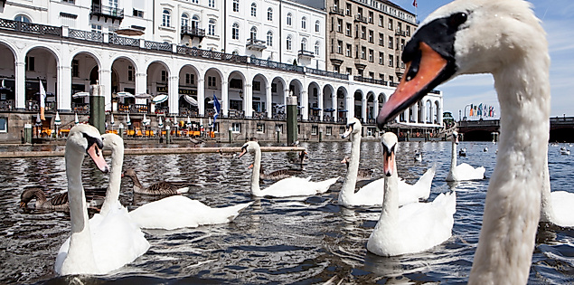 Nahaufnahme von Schwänen in der Kleinen Alster vor den weißen Alsterarkaden in Hamburg.