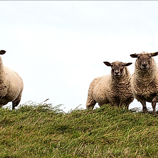 Drei Schafe auf grünem Deich vor hellem Himmel 