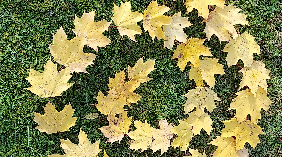 Erlebe dein grünes Wunder - Waldtag statt Alltag