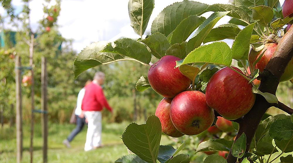 Öffentliche Obsthofwanderung auf dem Herzapfelhof