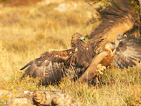 Wild Icons of Iberia