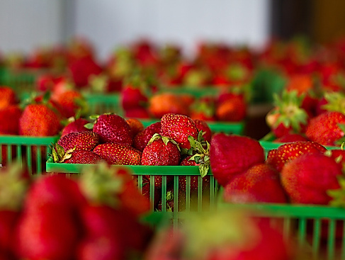 Wochenmarkt Kattjahren/Halenreie