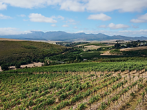 Luddite Wines | Weinberg
