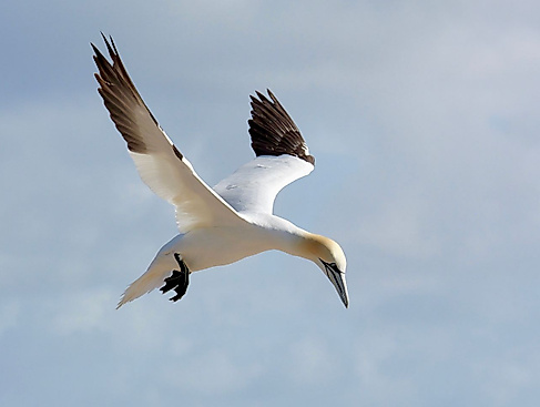 Basstölpel am Lummenfelsen auf Helgoland
