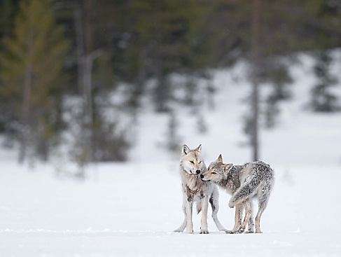 Ein Jahr unter Wölfen