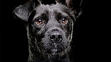 Canine Science Forum 2025 - Gleishalle Oberhafen