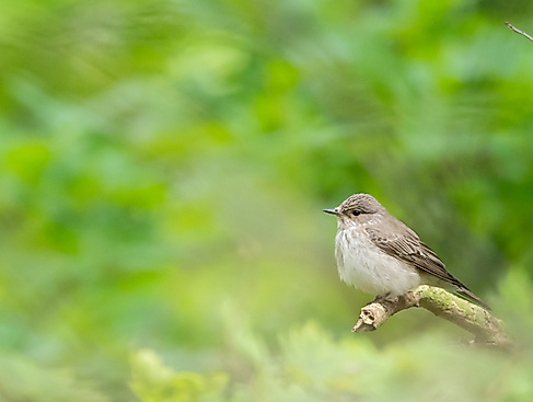 Grauschnäpper // spotted flycatcher