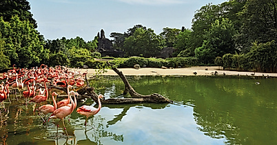 flamingos-c-tierpark-hagenbeck-david-maupile
