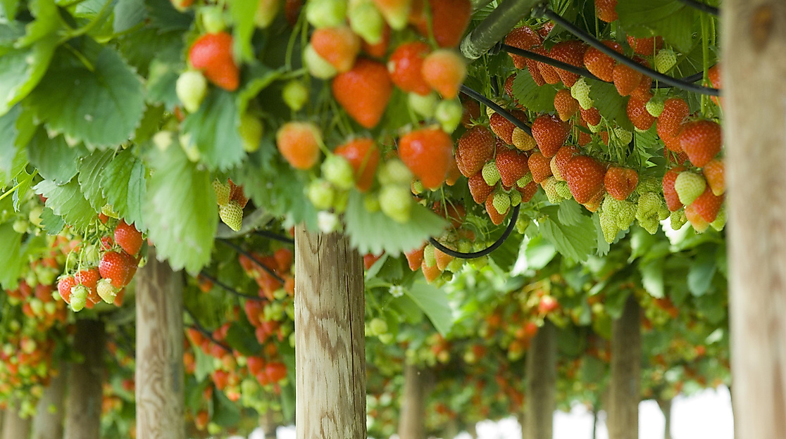 Hofführung zu Fuß mit Vitamine naschen