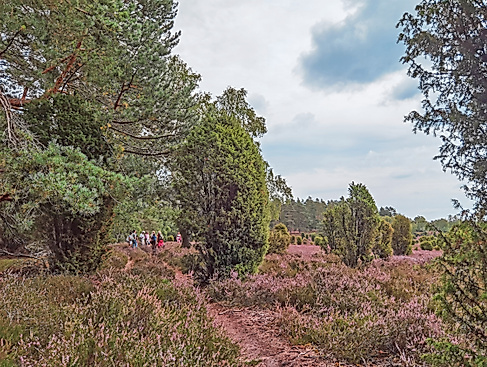 Heideblütenwanderung im Suderburger Land