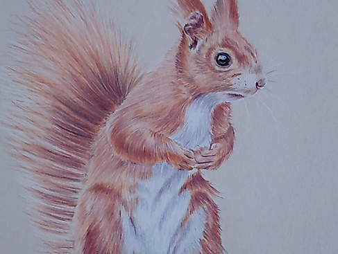 Zeichenworkshop: Eichhörnchen in Buntstift