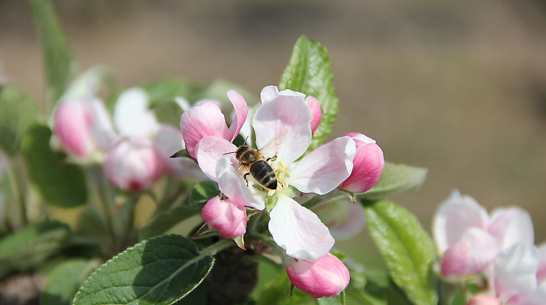 altes-land_apfelbluete_c-tourismusverein-altes-land-ev