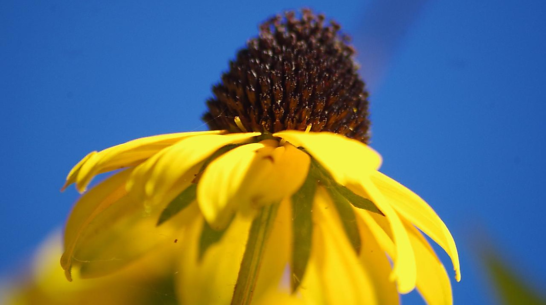 Blüte vom Sonnenhut